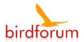 www.birdforum.net