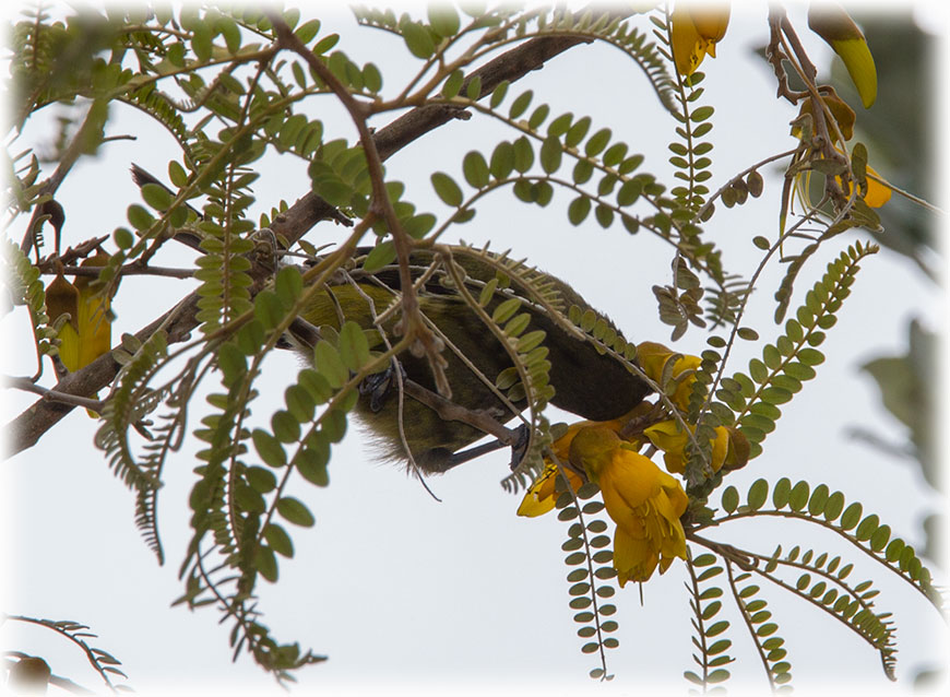 New Zealand Bellbird, Anthornis melanura