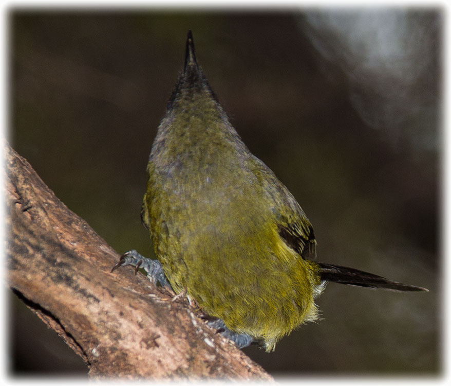 New Zealand Bellbird, Anthornis melanura