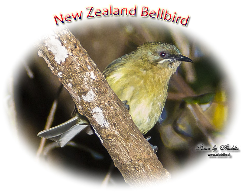 New Zealand Bellbird, Anthornis melanura