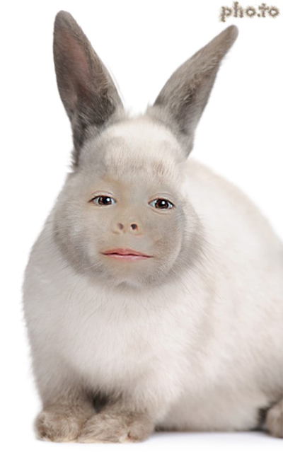 Become a little white rabbit online and for free