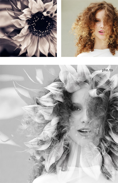 A double exposure black and white portrait with a face photo of curly girl merged with an artistic sunflower image