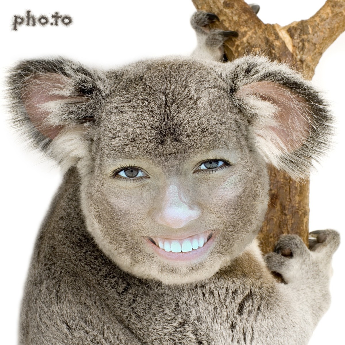 This face in hole effect adds your face to a koala body