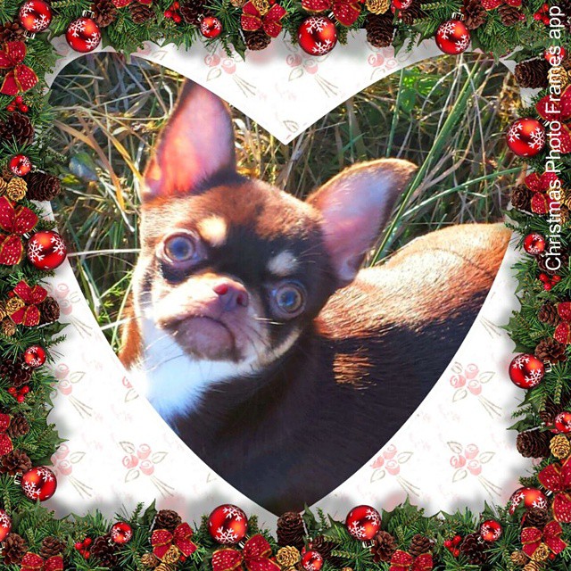 A photo of a funny little dog with Christmas holiday frame