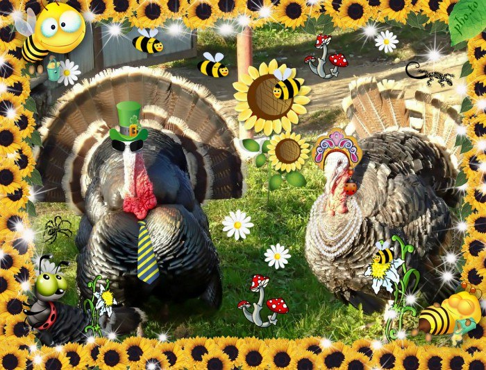 A happy couple of turkeys which look like local farmers