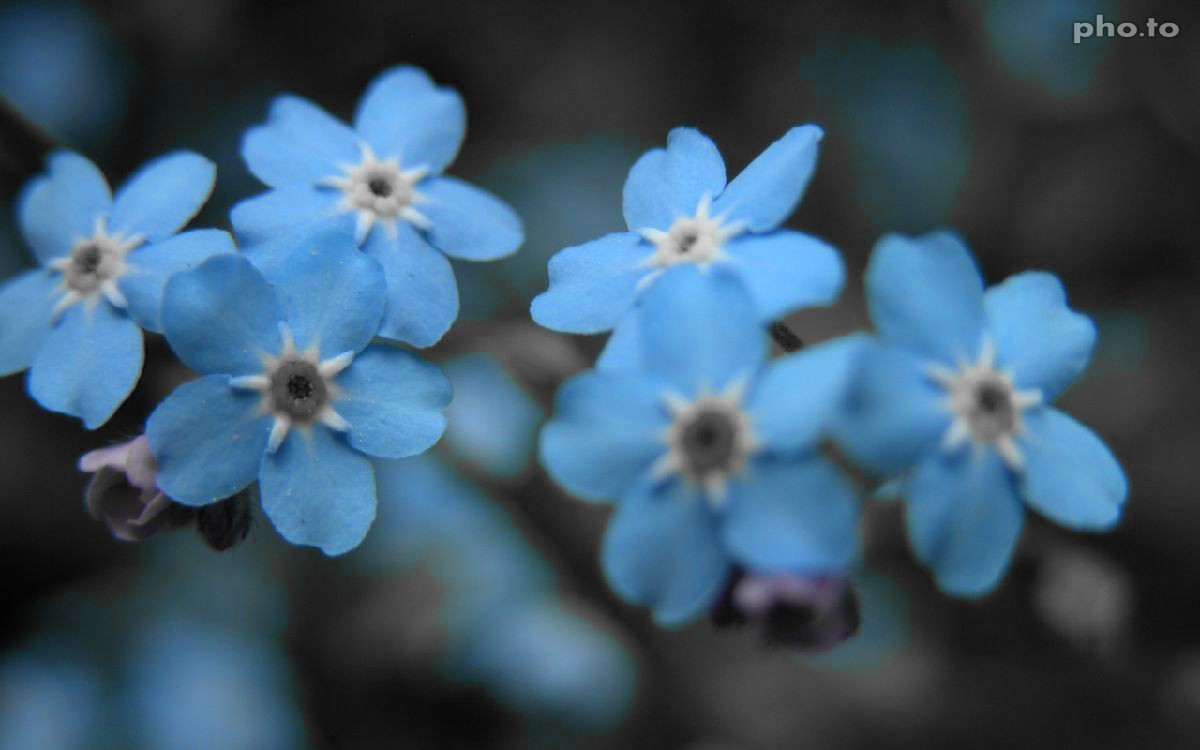 Blue and black and white macro shot of flowers edited with a color filter