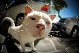 A funny shot of a white cat taken with a fisheye lens