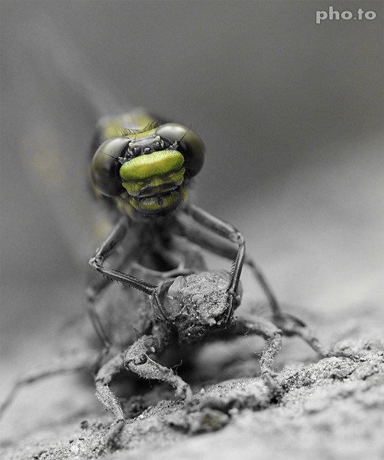 Green color is isolated on a macro shot with a fly by a free onlinec color filter