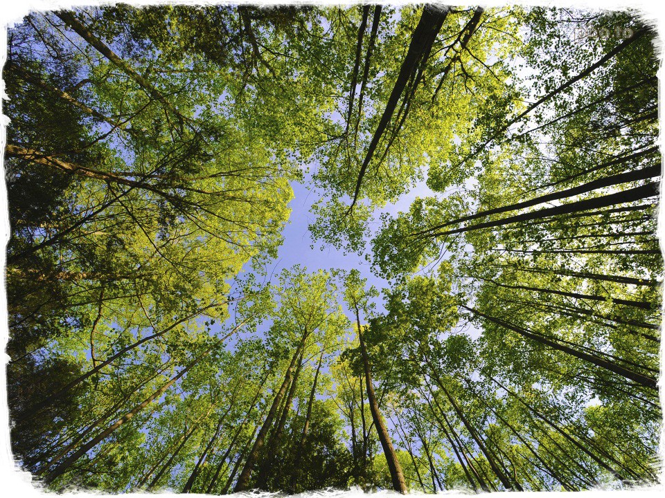 Photo of tree tops taken with high perspective