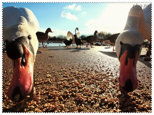 Photo of two swans eating taken with low perspective