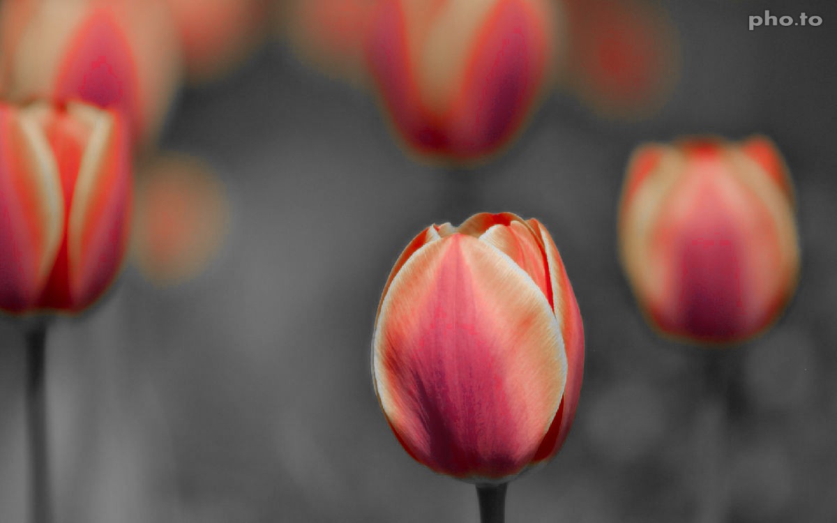 Red color is isolated on a shot of summer poppies with an online photo effect