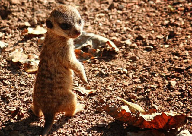 A photo of a little animal taken by a telephoto lens for a smartphone