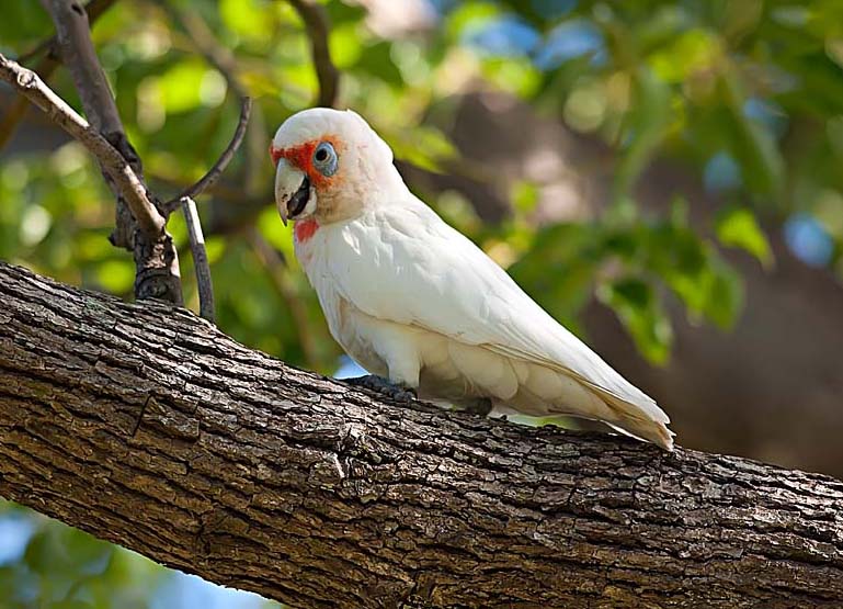 A photo of a white parrot, sitting on a tree, taken with a telephoto lens