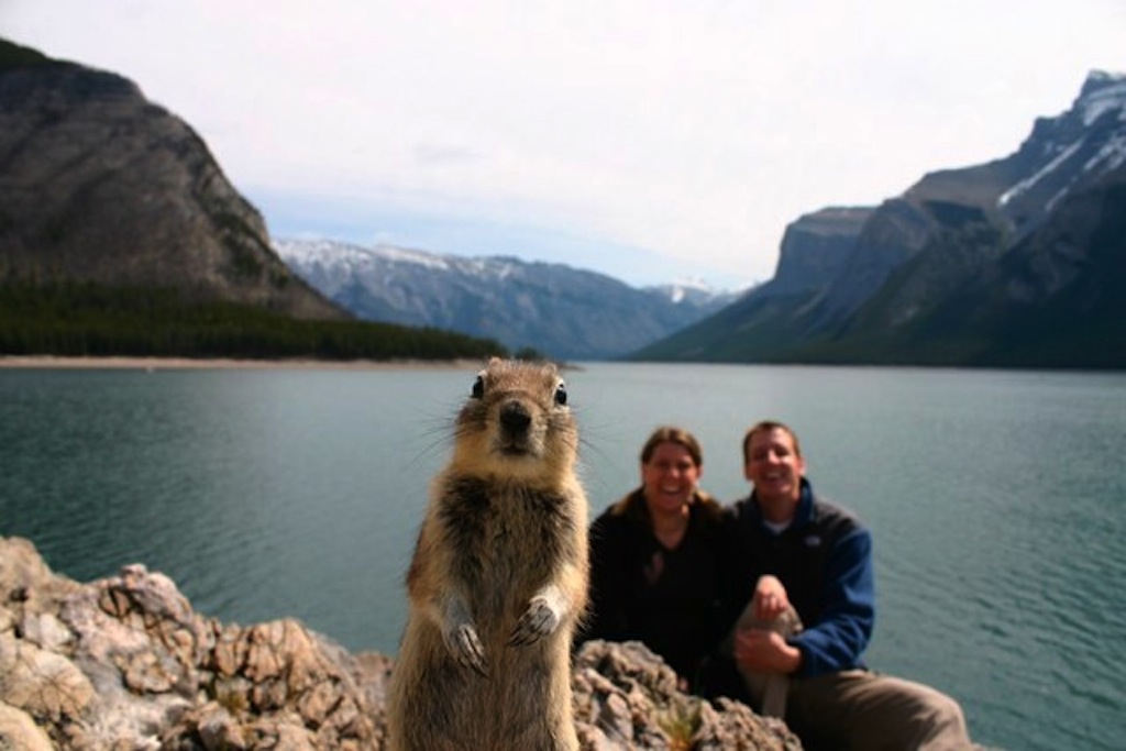 The original photo of famous Internet meme: the Brandts and Banff Squirrel