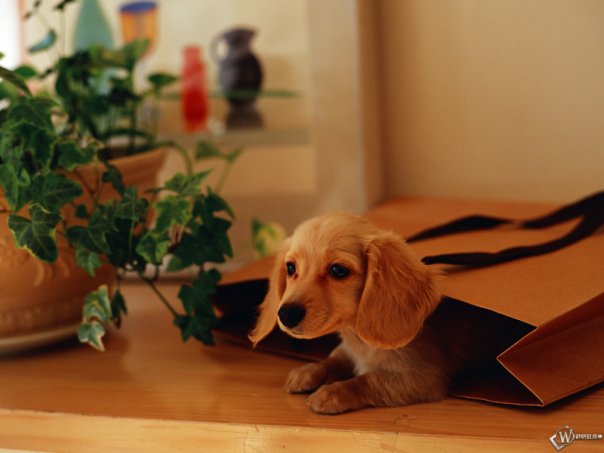 Puppy hiding in a paper bag