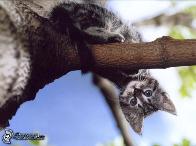 Kitten sitting on a tree