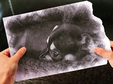 Pencil vs reality effect added to a photo of a cute puppy