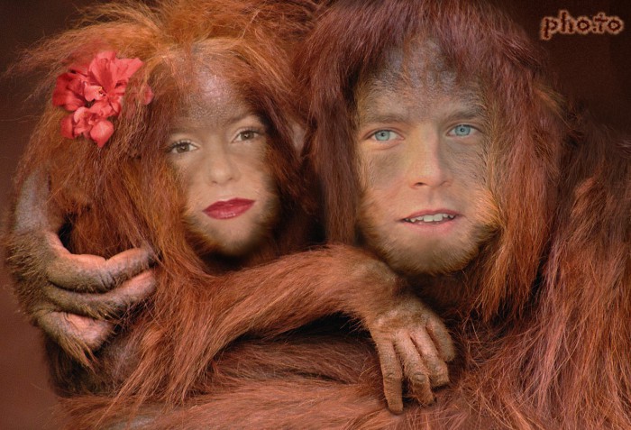 Couple of romantic apes