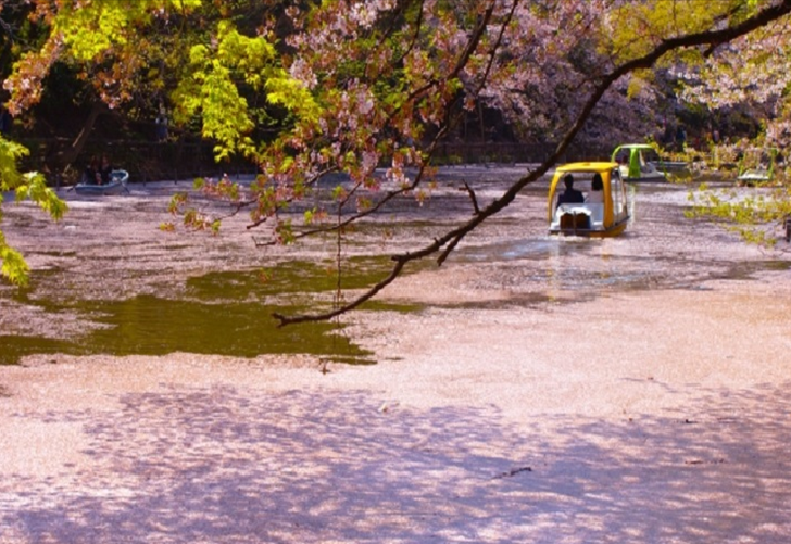 Inokashira Park Swan boat with cherry blossoms