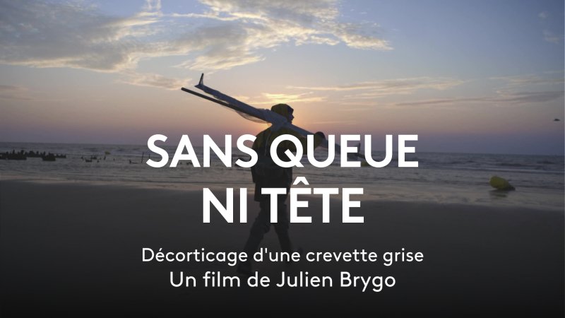 Sans queue ni tête : décorticage d'une crevette grise - vidéo undefined - france.tv