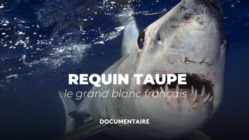 L'énigme du requin taupe - vidéo undefined - france.tv