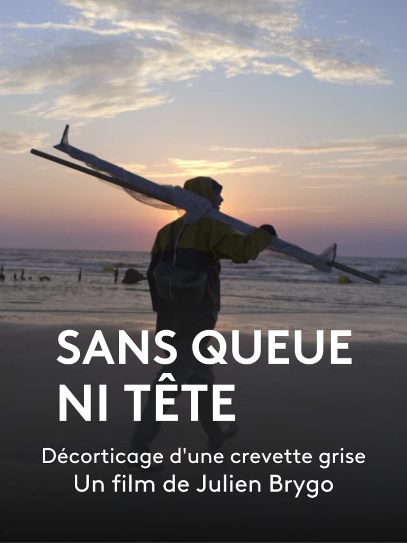 Sans queue ni tête : décorticage d'une crevette grise - vidéo undefined - france.tv