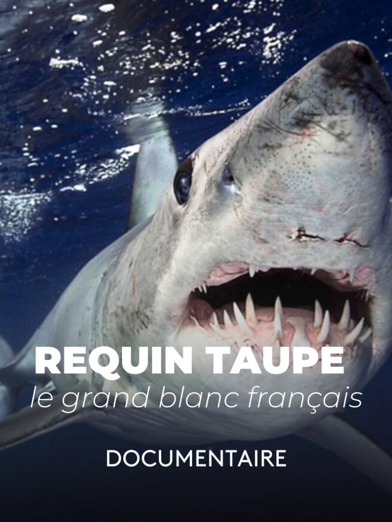 L'énigme du requin taupe - vidéo undefined - france.tv