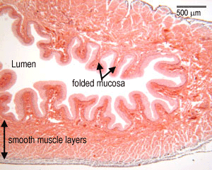 bladder photo