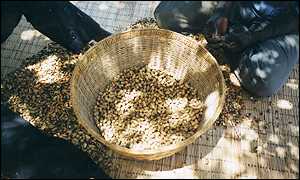 A peanut  harvest 