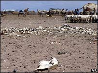 Bones of cattle which died during 1996 drought in Hadado, northern Kenya