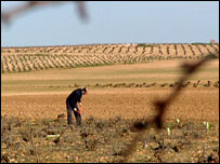 Angel Oliveros Zafra works on his farm near Toledo, Spain