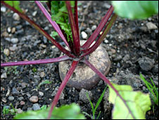 Beetroot