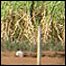 Sugar cane field near Araraquara, Brazil (photo: Robert Plummer)