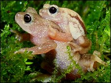 Kihansi spray toad (Image: IUCN/Tim Herman)