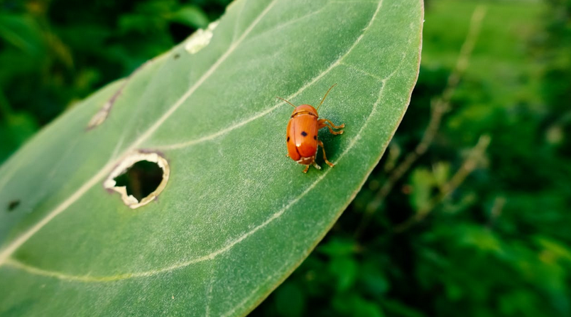 ladybug