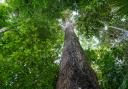 It is one of the tallest and longest-lived trees in the Amazon rainforest