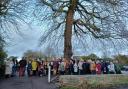 Upset - Residents in Wivenhoe want to save an oak tree which is estimated to be more than 150 years old