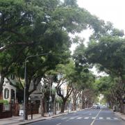 There are challenges to maintaining existing trees.