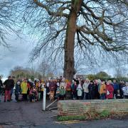 Upset - Residents in Wivenhoe want to save an oak tree which is estimated to be more than 150 years old