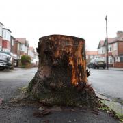 The council found itself having to clear many stumps as a result of ash dieback and recent winter storms