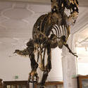 809-museum_dinosaur_2428.jpg