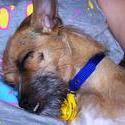 3715-Sleeping_Dog.JPG