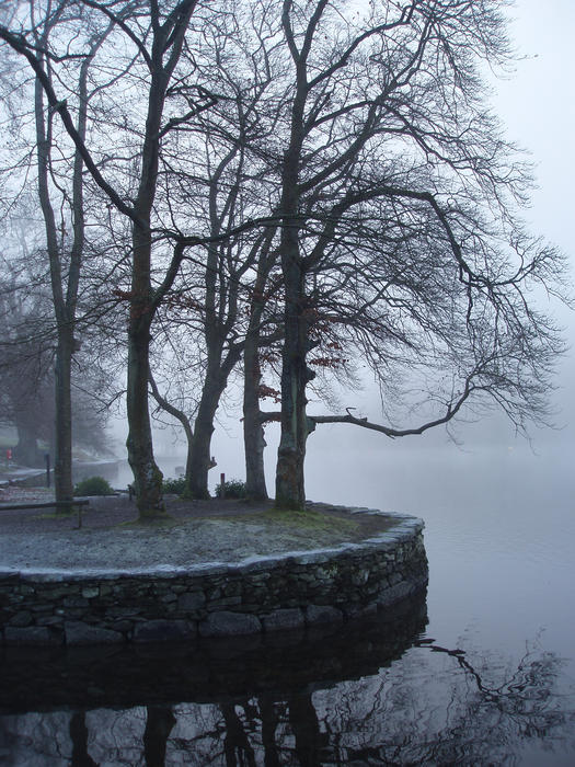 a wintery morning with low hanging mist, trees by the side of a lake