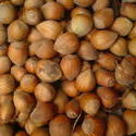 4604   harvest nuts