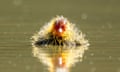 A colourful fluffy coot chick swims in a lake near Rottweil, Germany. The coot chicks bright plumage are a method of survival with parents tending to feed the brighter more vibrant chicks over the less colourful ones