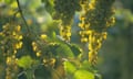 Garganega grapes groing in Soave, Veneto, Italy.