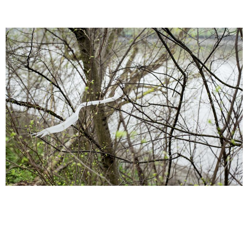 Plastic bag in tree, Mortlake