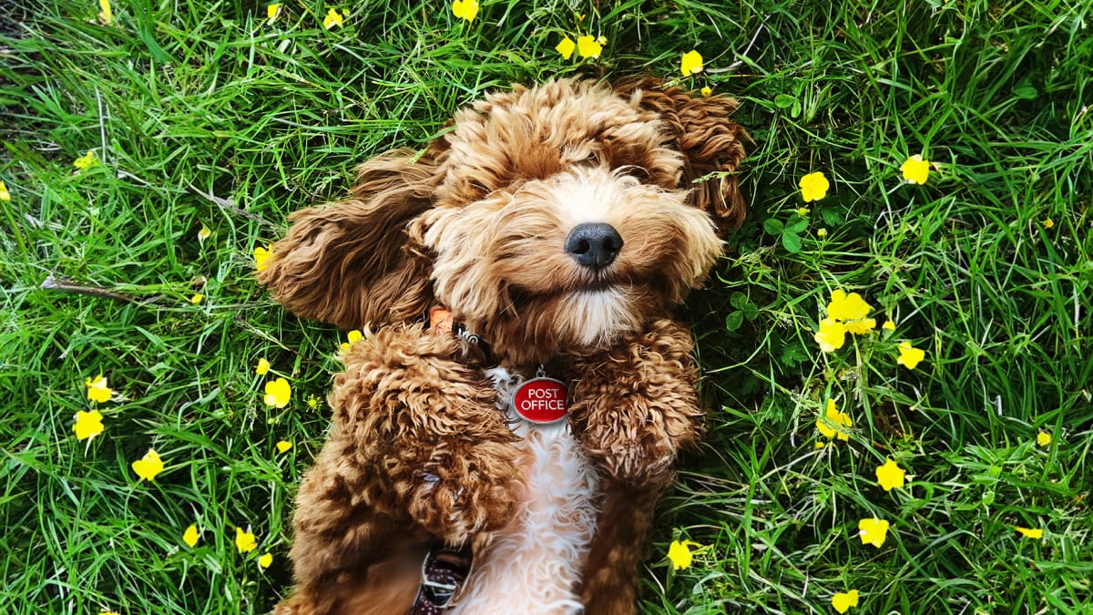 happy brown dog rolling in a field of buttercups