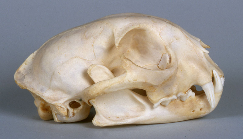 Bobcat skull