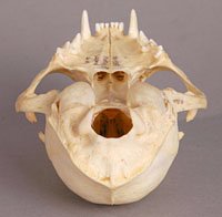 domestic cat skull